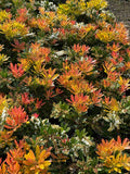 Pieris 'Temple Bells'