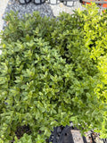 Pittosporum 'Little Kiwi'