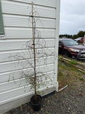 Plagianthus regius