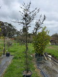 Podocarpus totara ‘Matapouri Blue’
