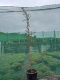 Podocarpus totara