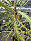 Pseudopanax crassifolius Hybrid