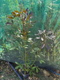 Pseudopanax lessonii 'Purpurea'
