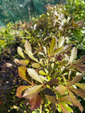 Pseudopanax 'Purpurea'