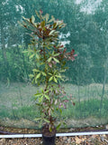Pseudopanax lessonii 'Purpurea'