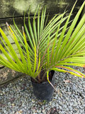 Rhopalostylis sapida
