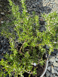Rosmarinus officinalis 'Prostratus'