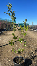 Camellia sasanqua 'Setsugekka'