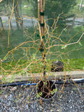 Sophora microphylla