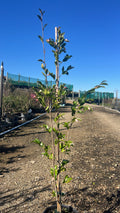 Camellia transnokoensis