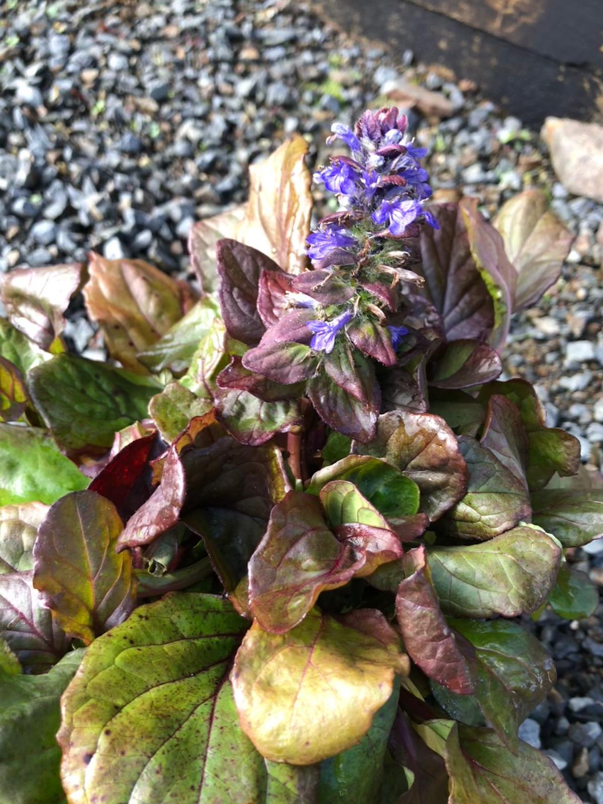 Ajuga Catlins Giant