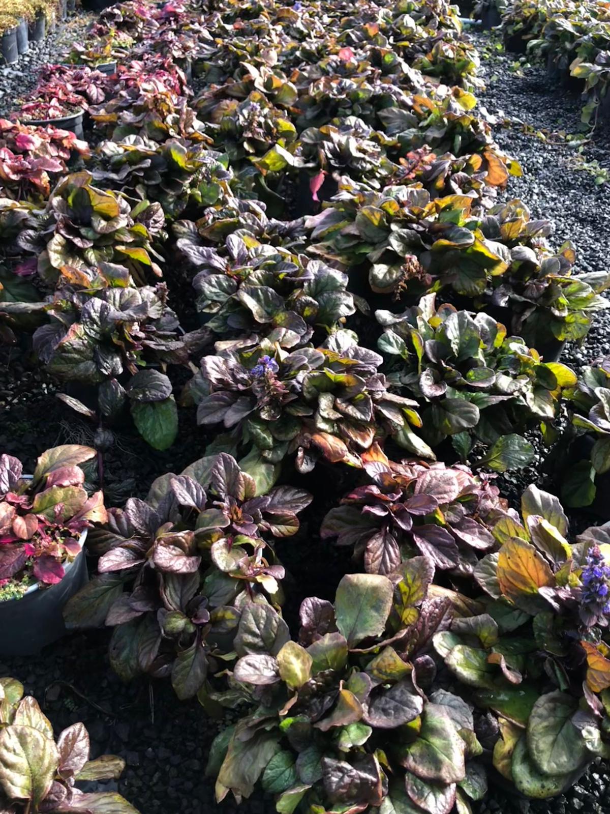 Ajuga Catlins Giant