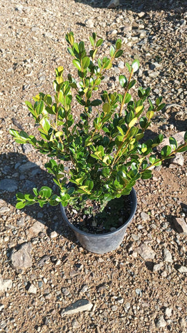 Buxus sempervirens