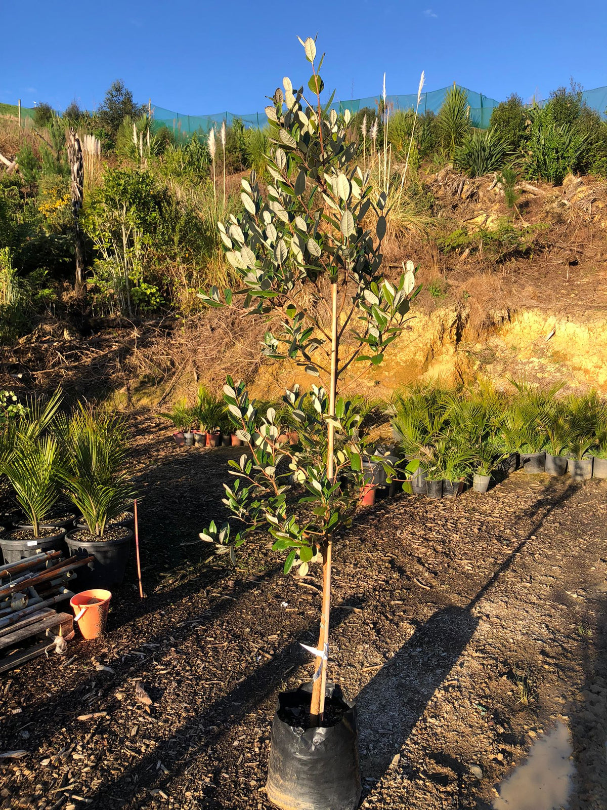 Feijoa Takaka