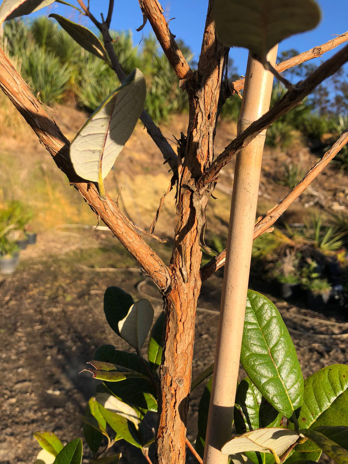 Feijoa Takaka