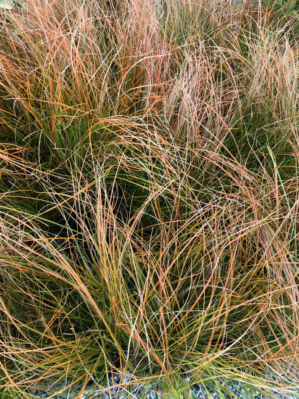 Carex Testacea