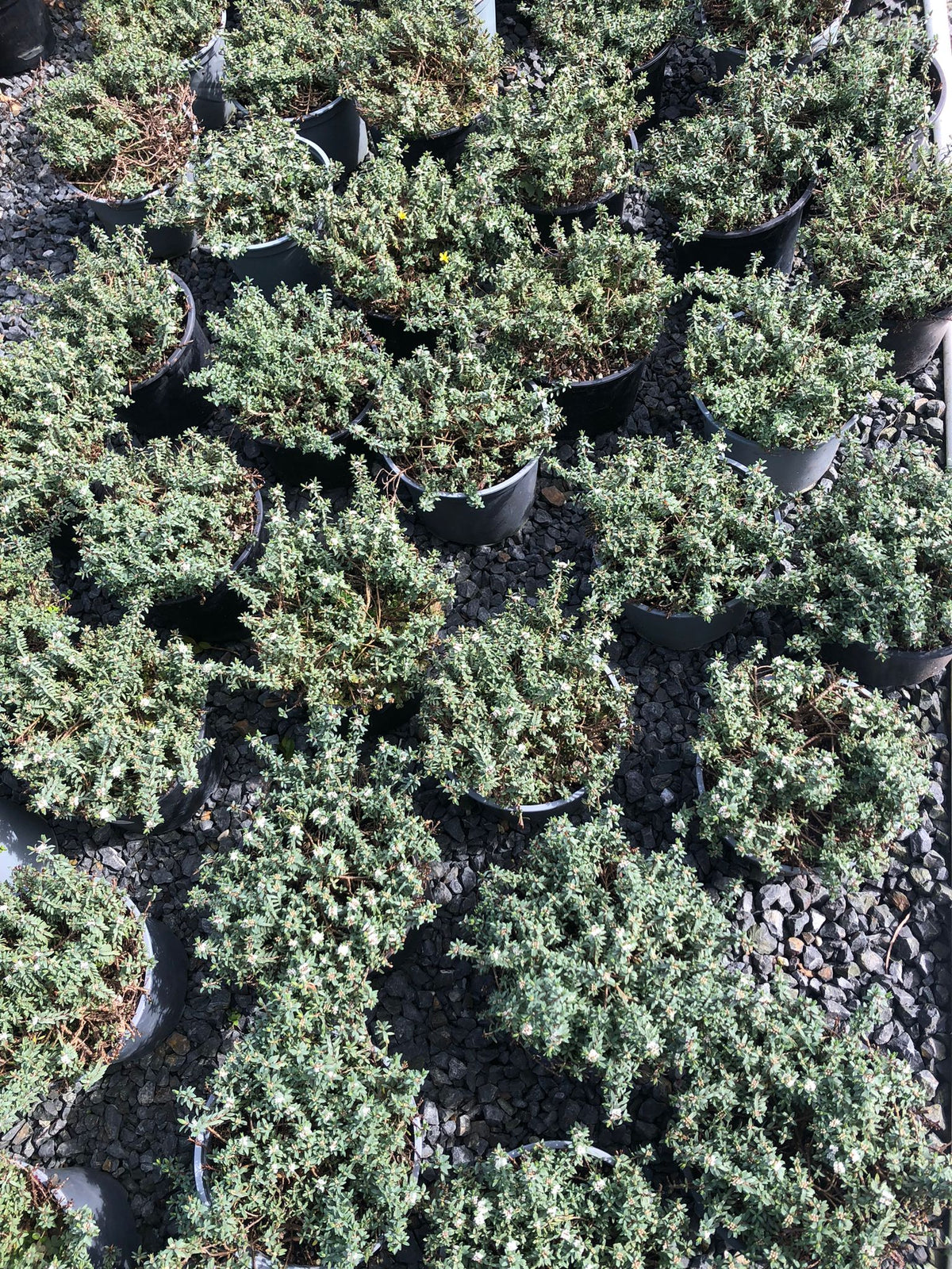 Pimelea Prostrata Blue Peter