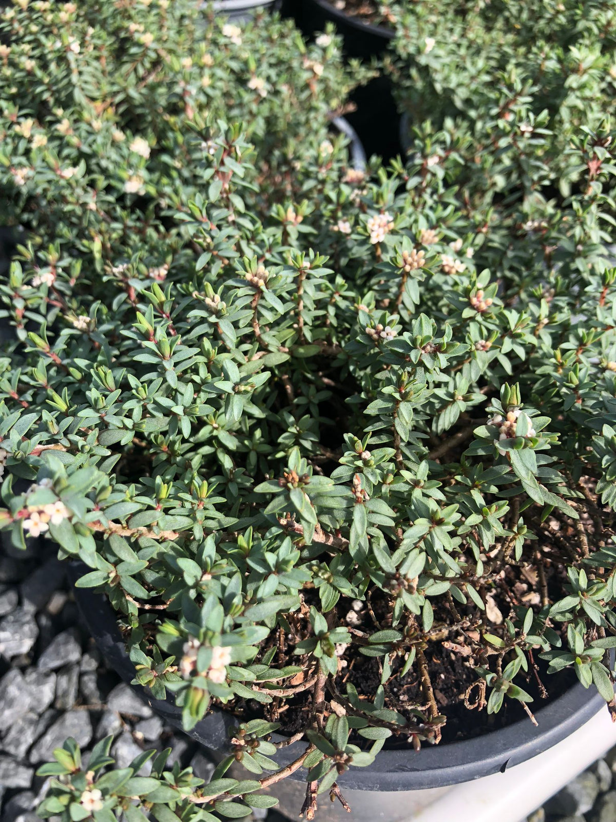 Pimelea Prostrata Blue Peter