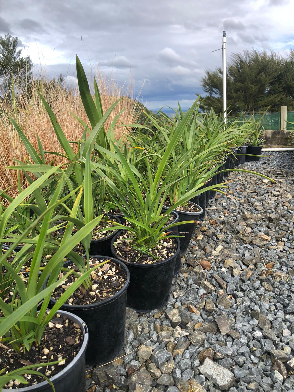 Phormium Emerald Gem