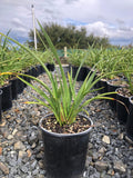 Phormium 'Emerald Gem'