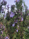 Rosmarinus 'Tuscan Blue'