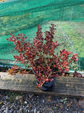 Coprosma ‘Painter’s Palette’