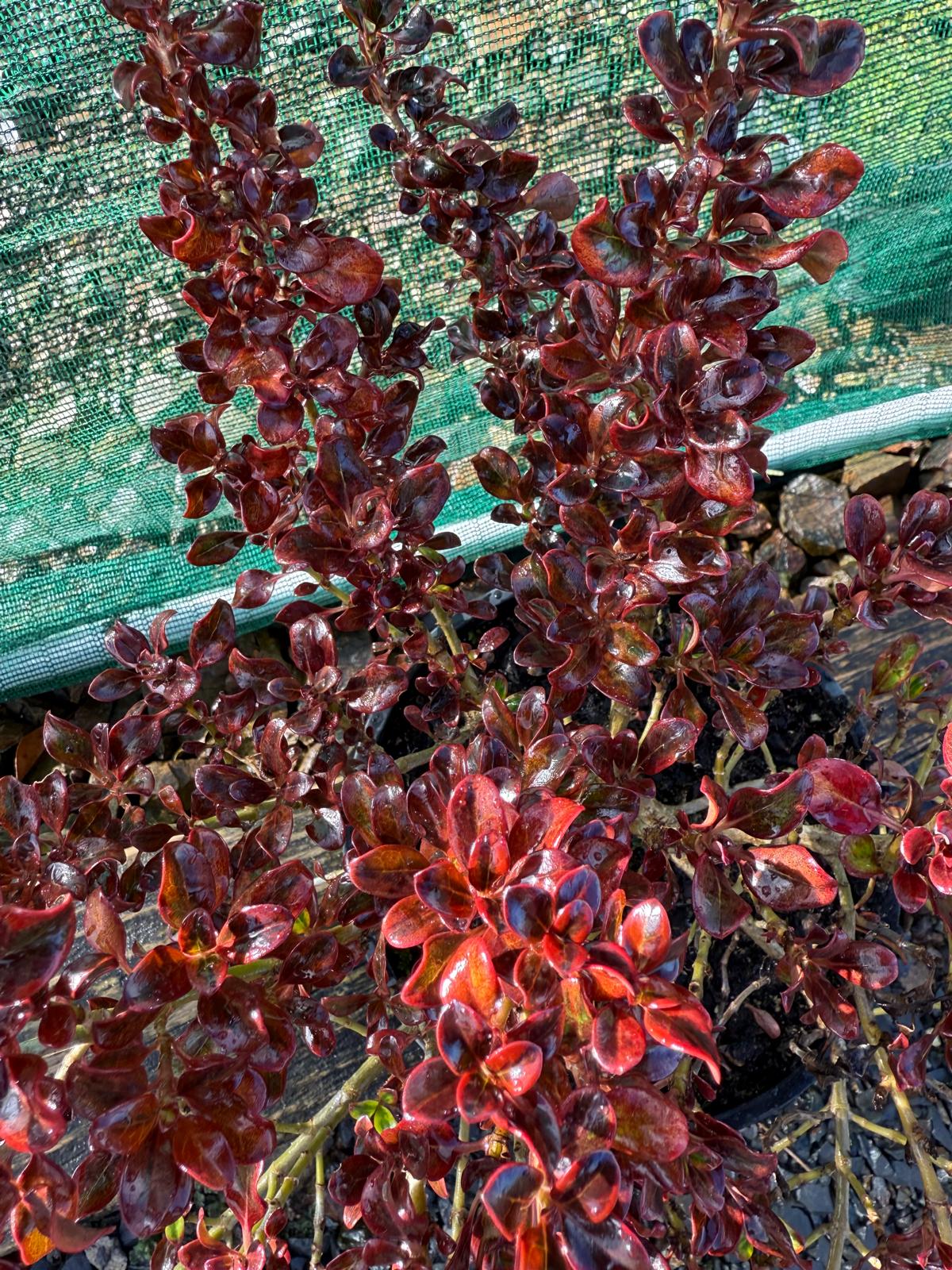Coprosma Painters Pallete