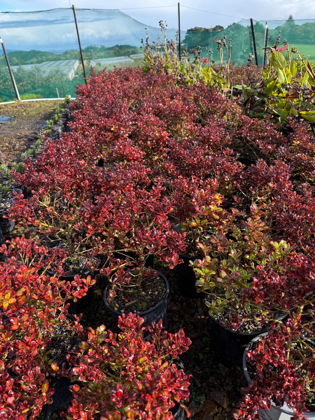 Coprosma Painters Pallete