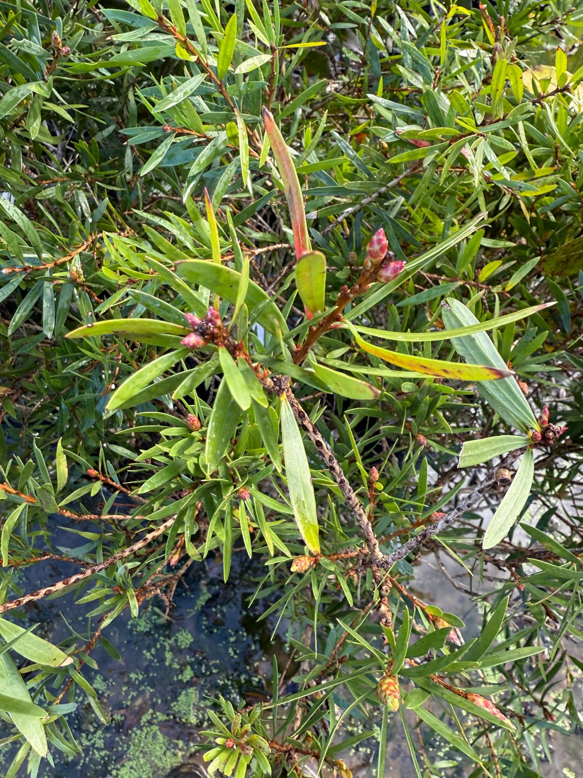 Callistemon Red Cluster