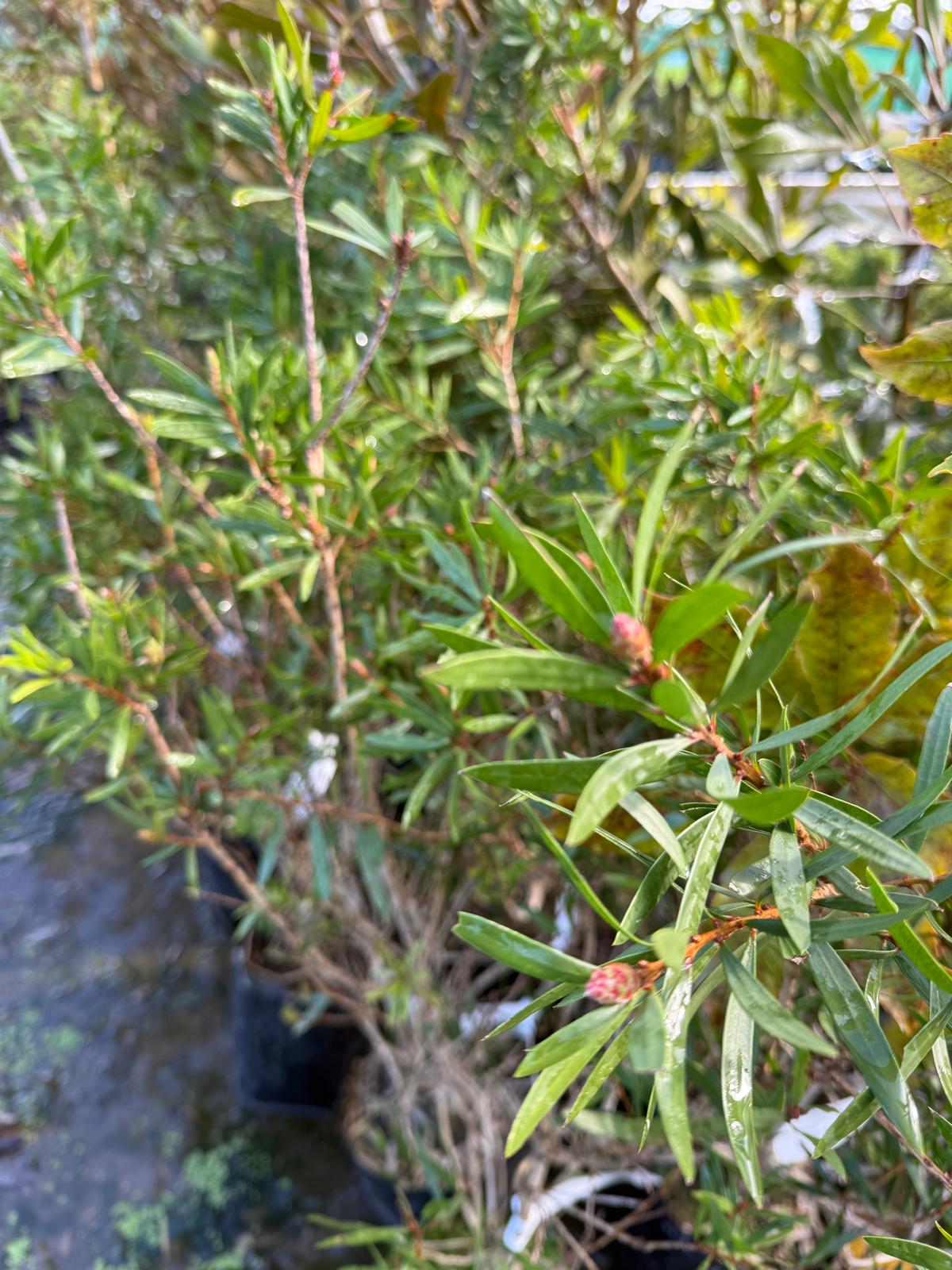 Callistemon Red Cluster