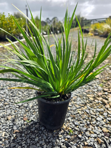 Libertia paniculata