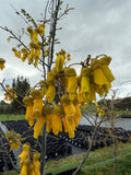 Sophora microphylla