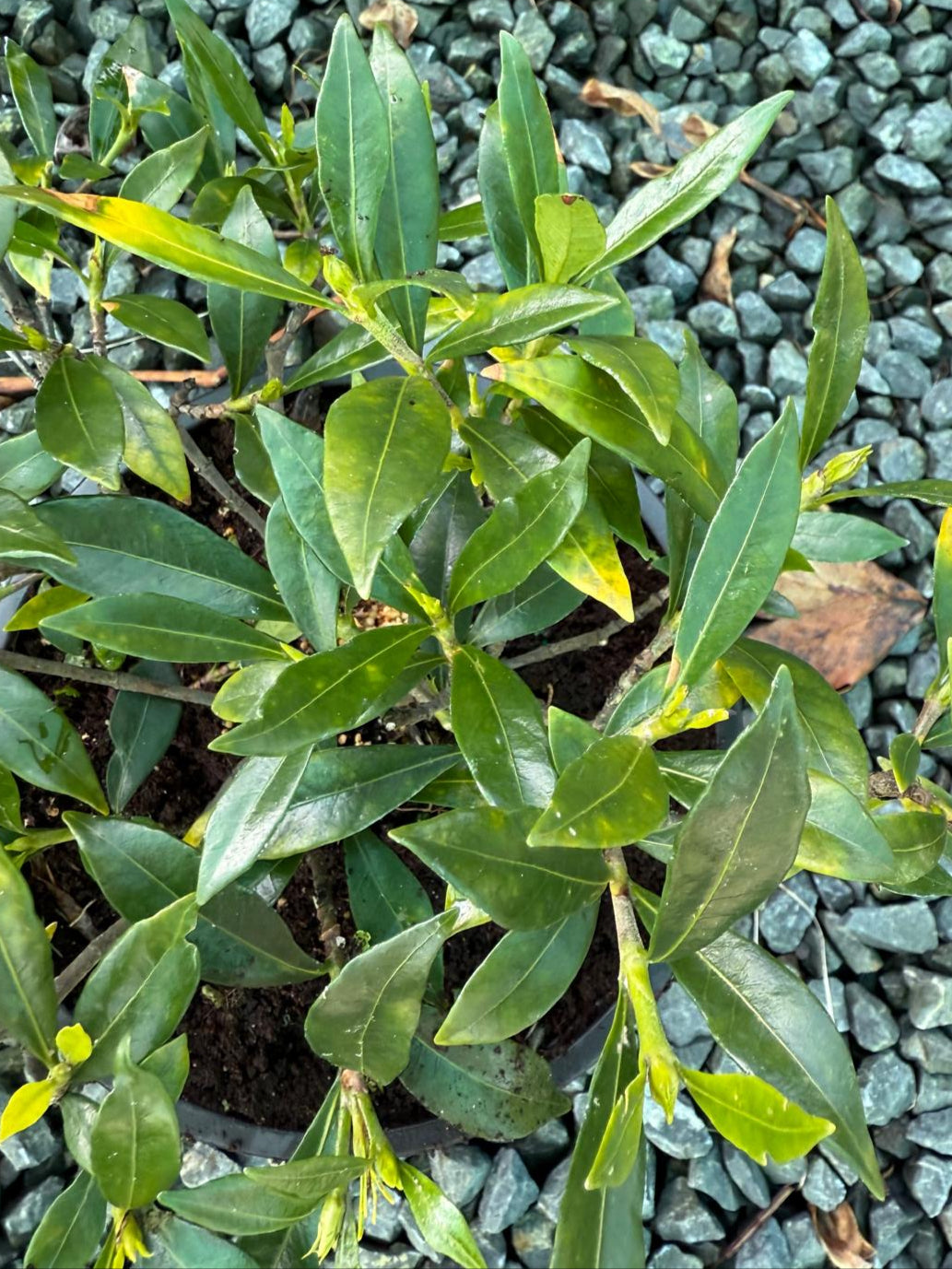 Gardenia radicans