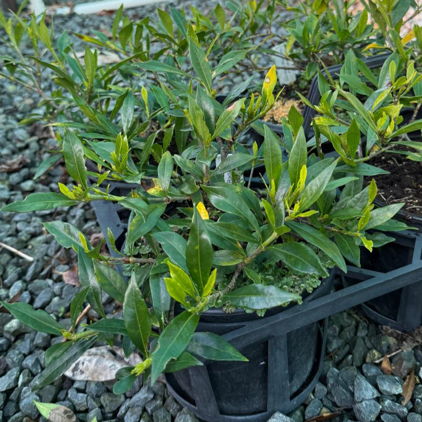 Gardenia radicans
