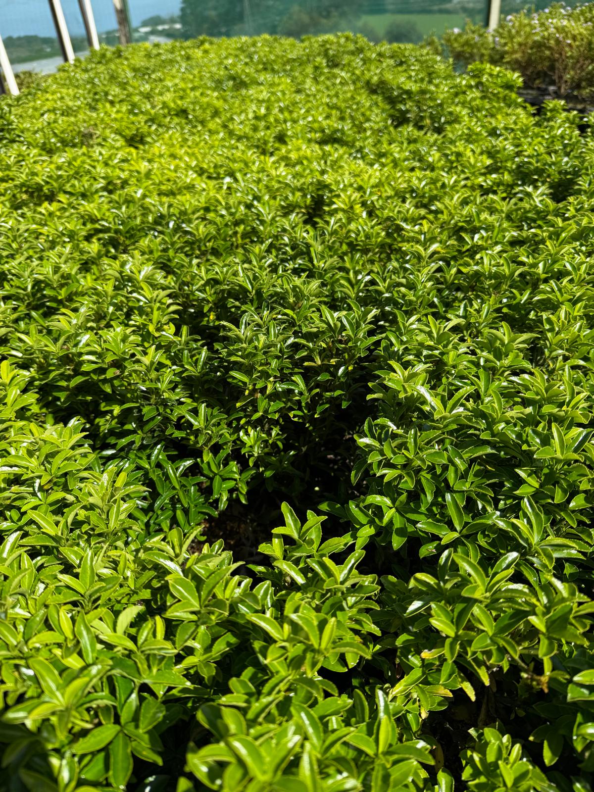 Euonymus 'Emerald Green'