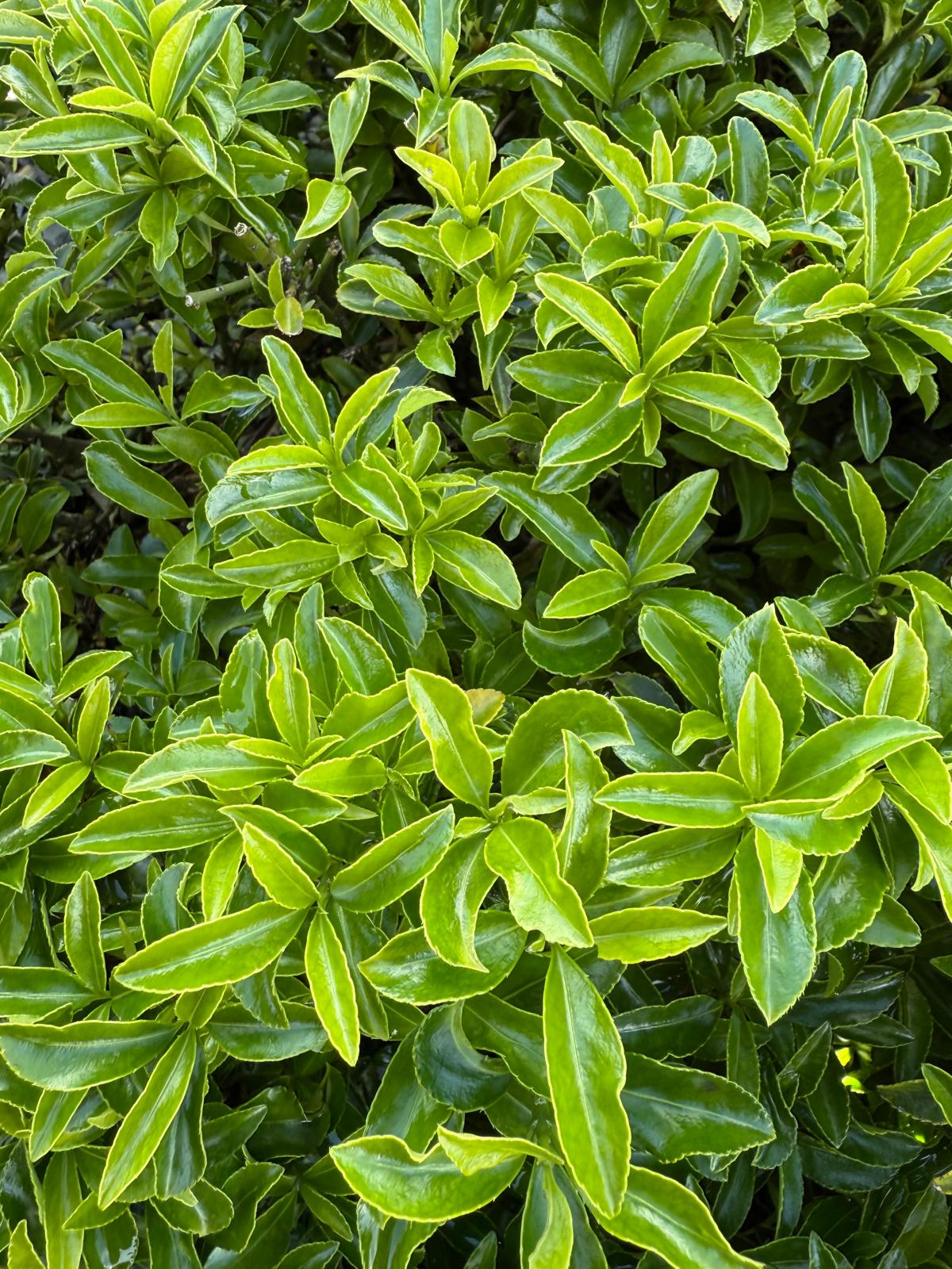 Euonymus 'Emerald Green'