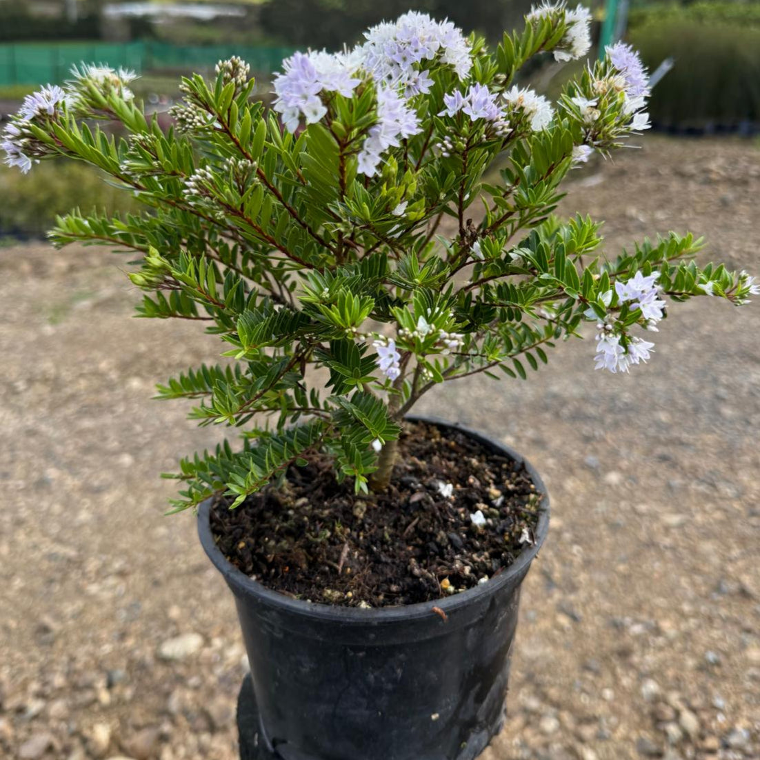 Hebe diosmifolia