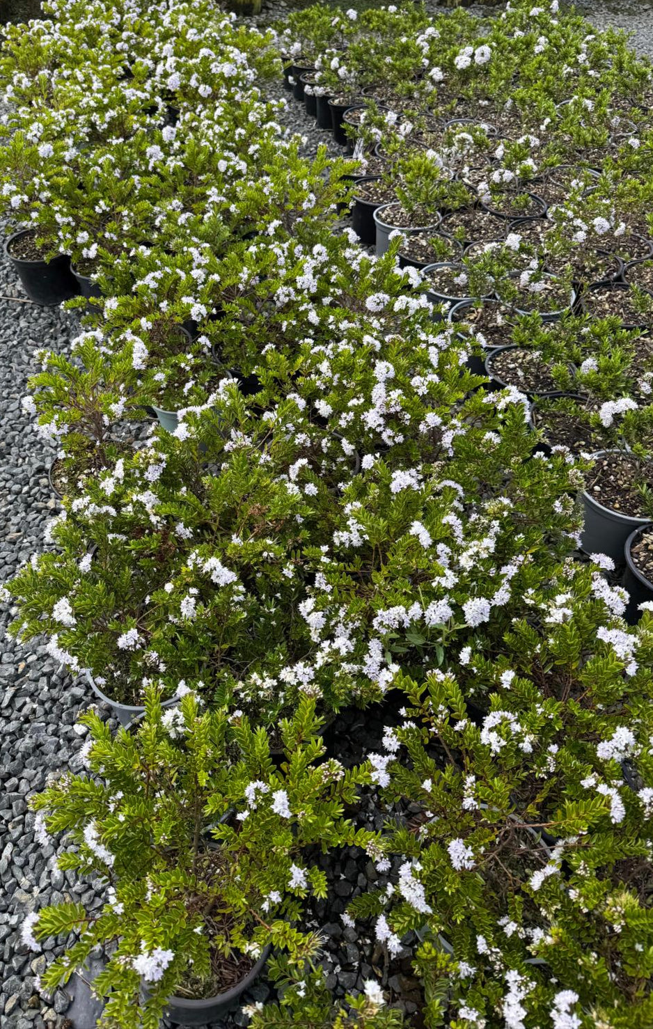 Hebe diosmifolia