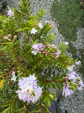 Hebe diosmifolia 'Mauve'