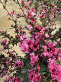 Leptospermum 'Wiri Joan'