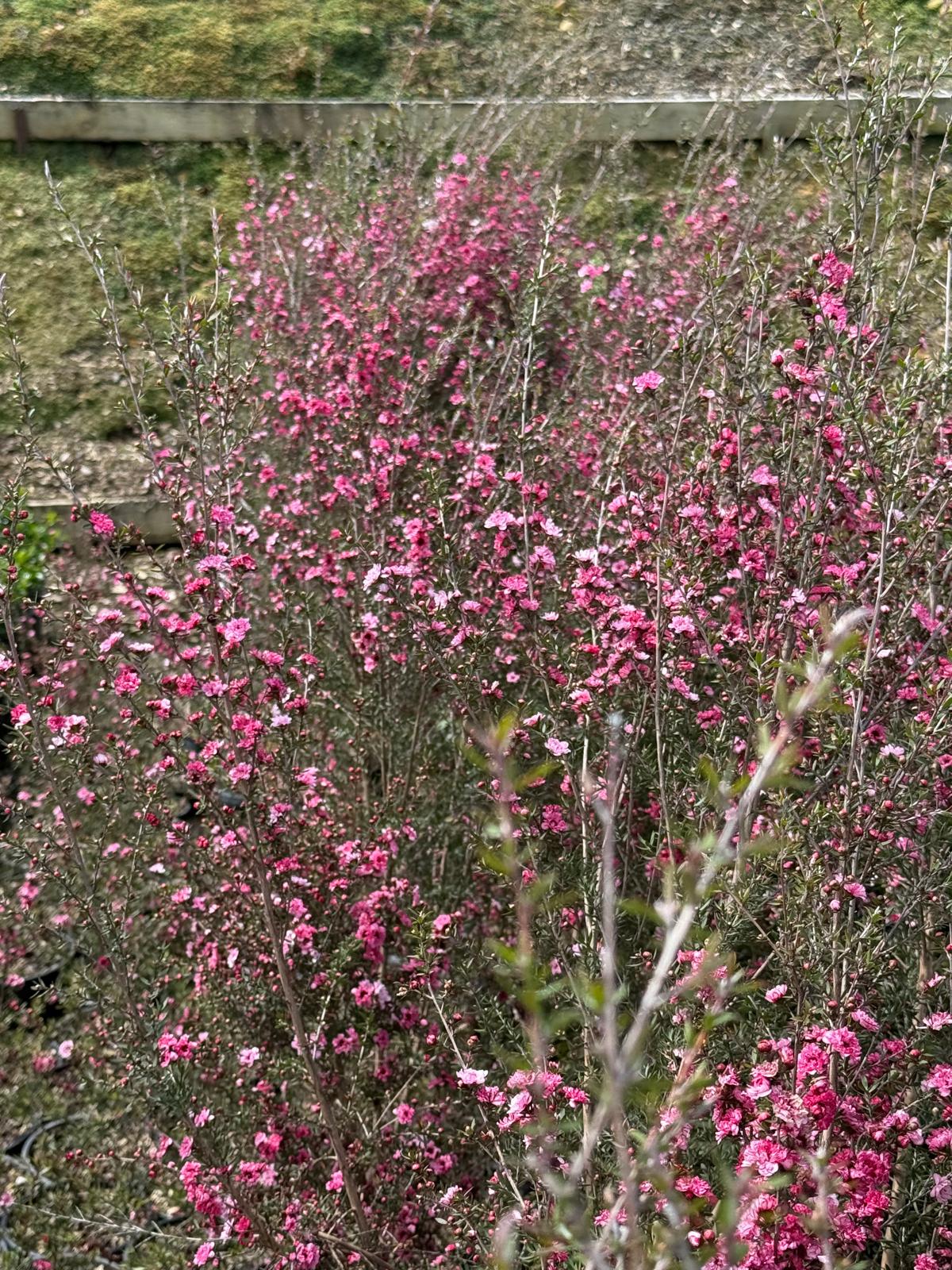 Leptospermum 'Wiri Joan'