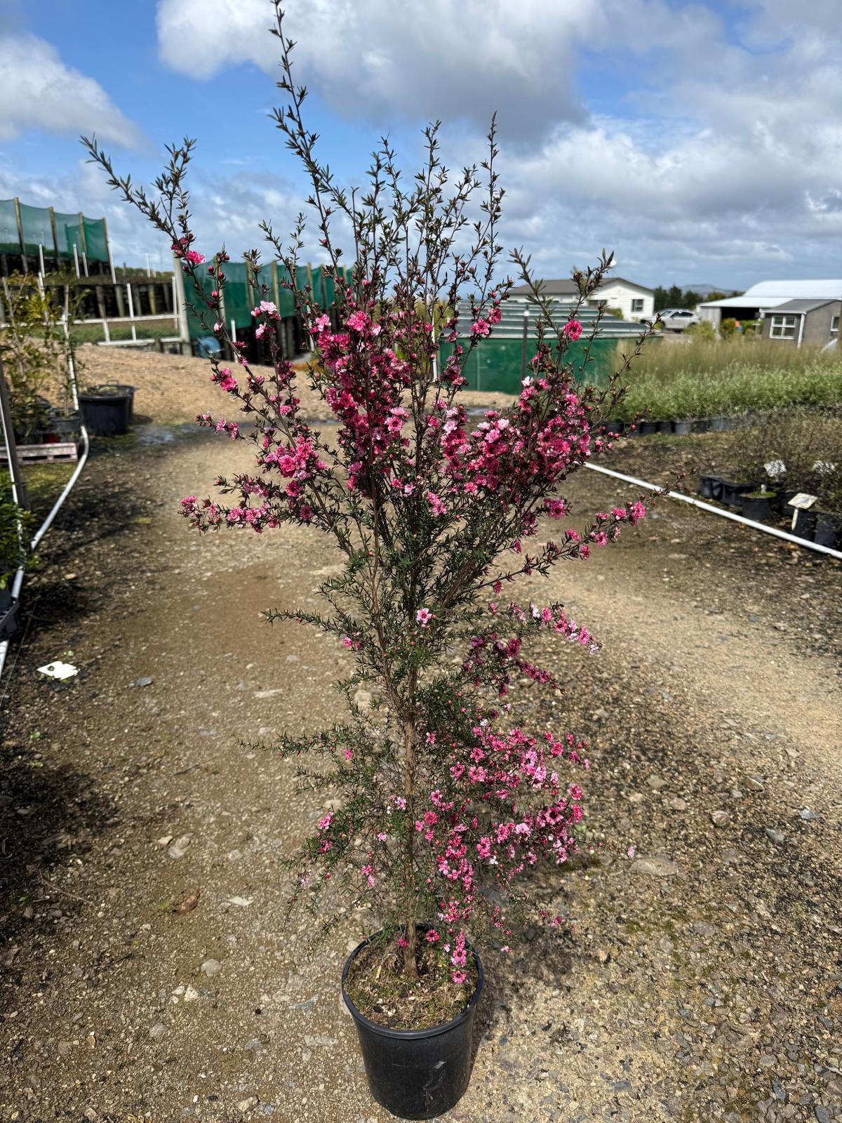 Leptospermum 'Wiri Joan'