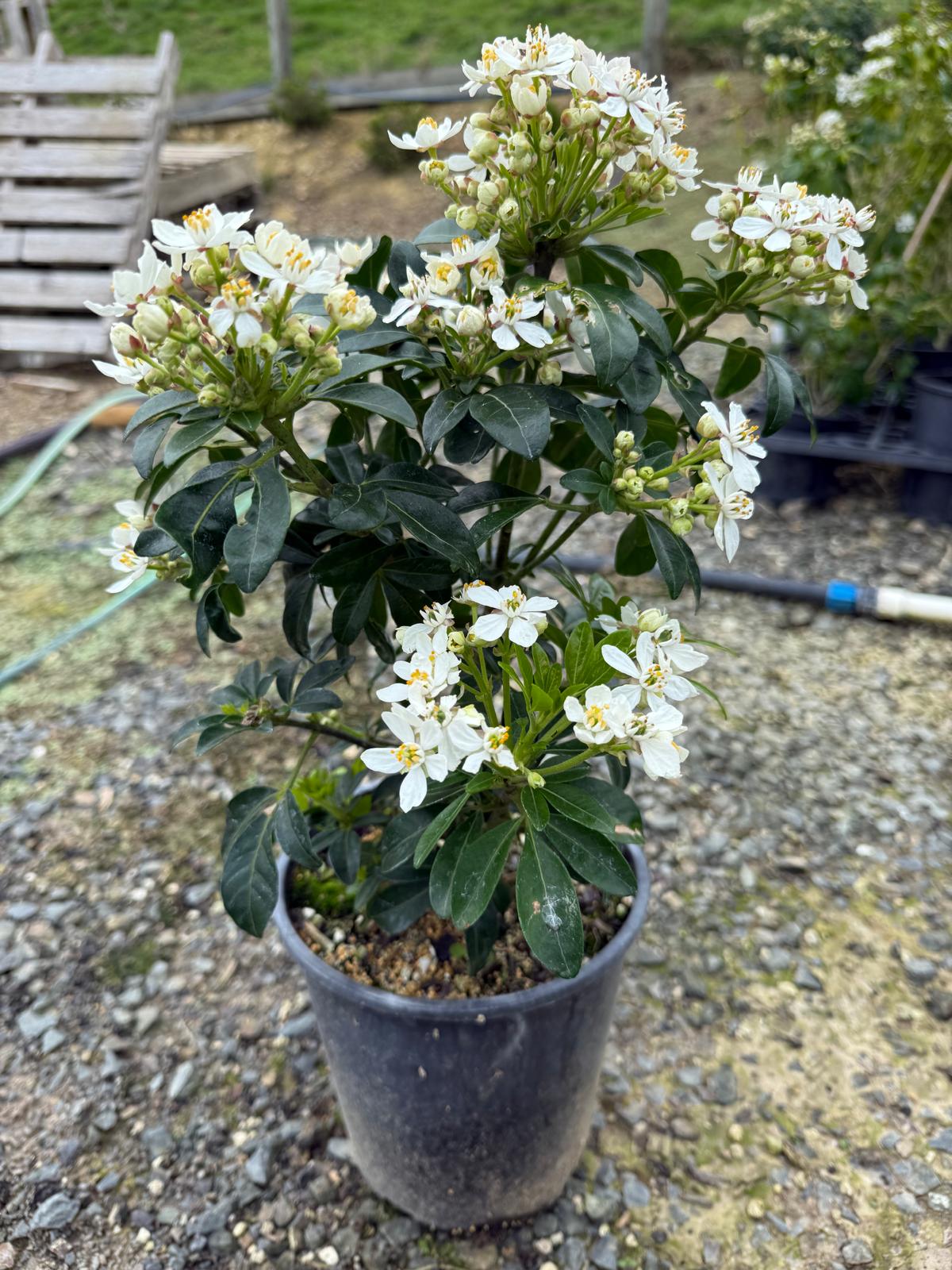 Choisya ternata