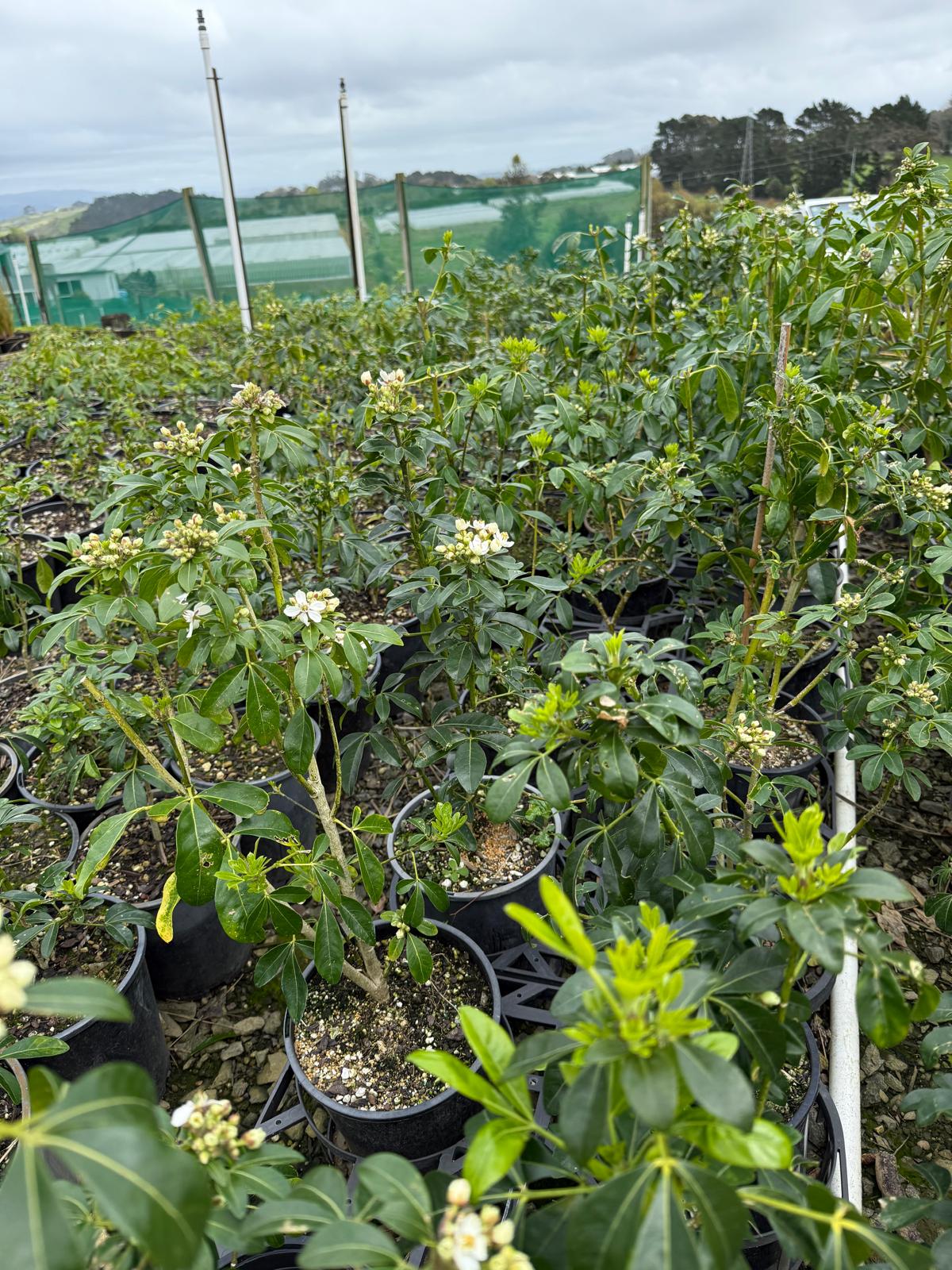 Choisya ternata