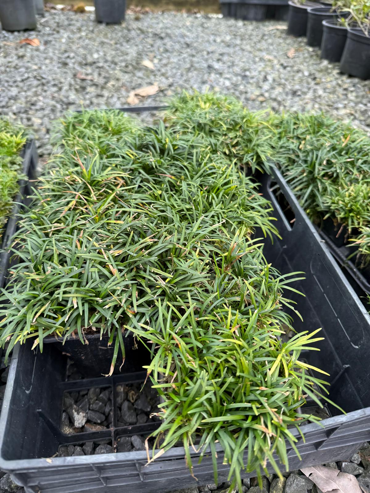 Ophiopogon japonicus ‘Nana’