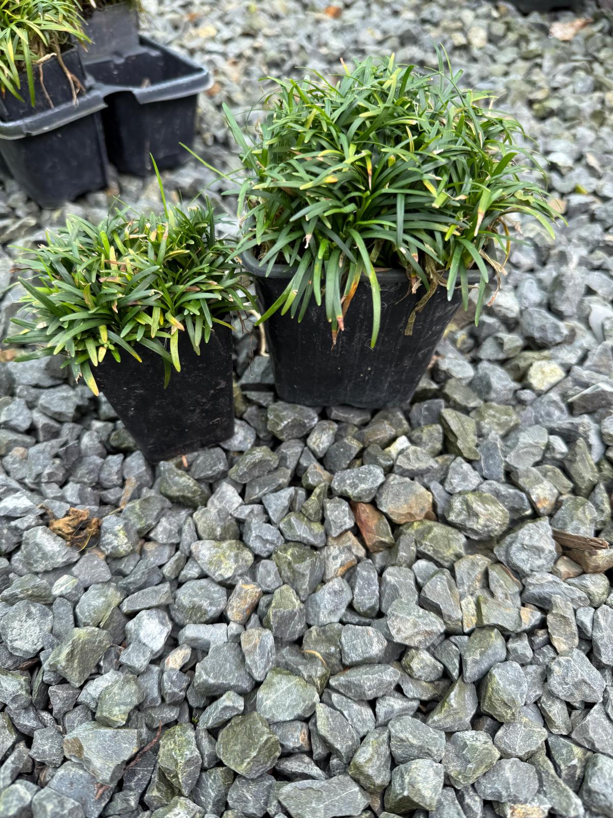 Ophiopogon japonicus ‘Nana’