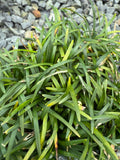 Ophiopogon japonicus ‘Nana’