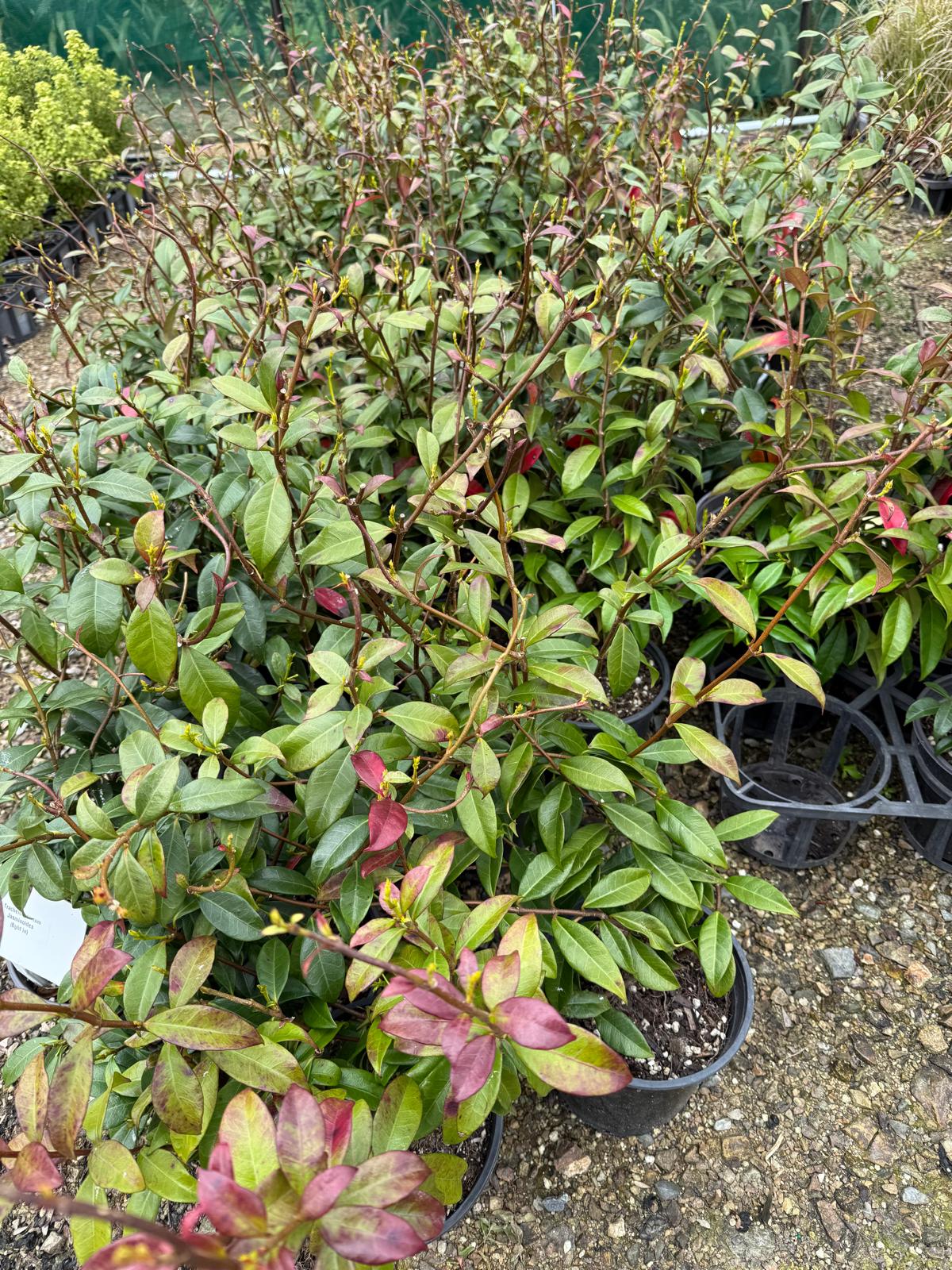 Trachelospermum Jasminoides