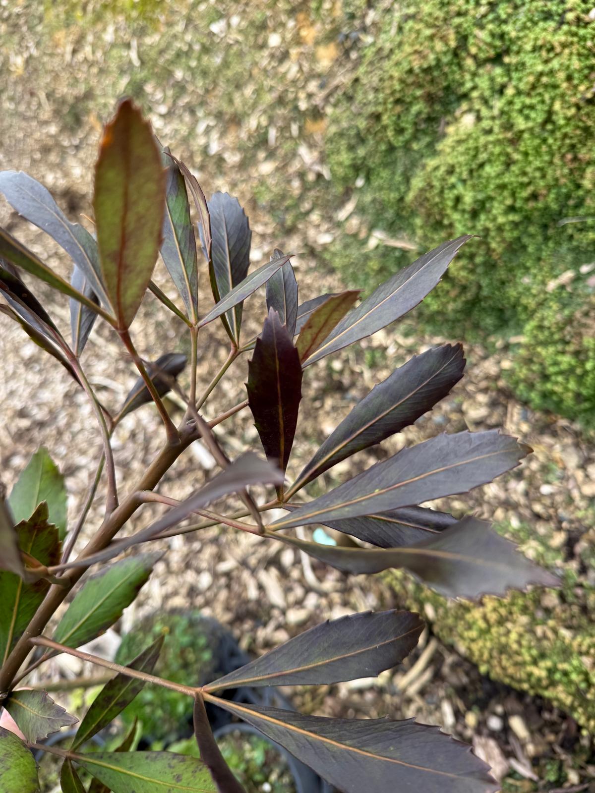 Pseudopanax 'Dark Star'