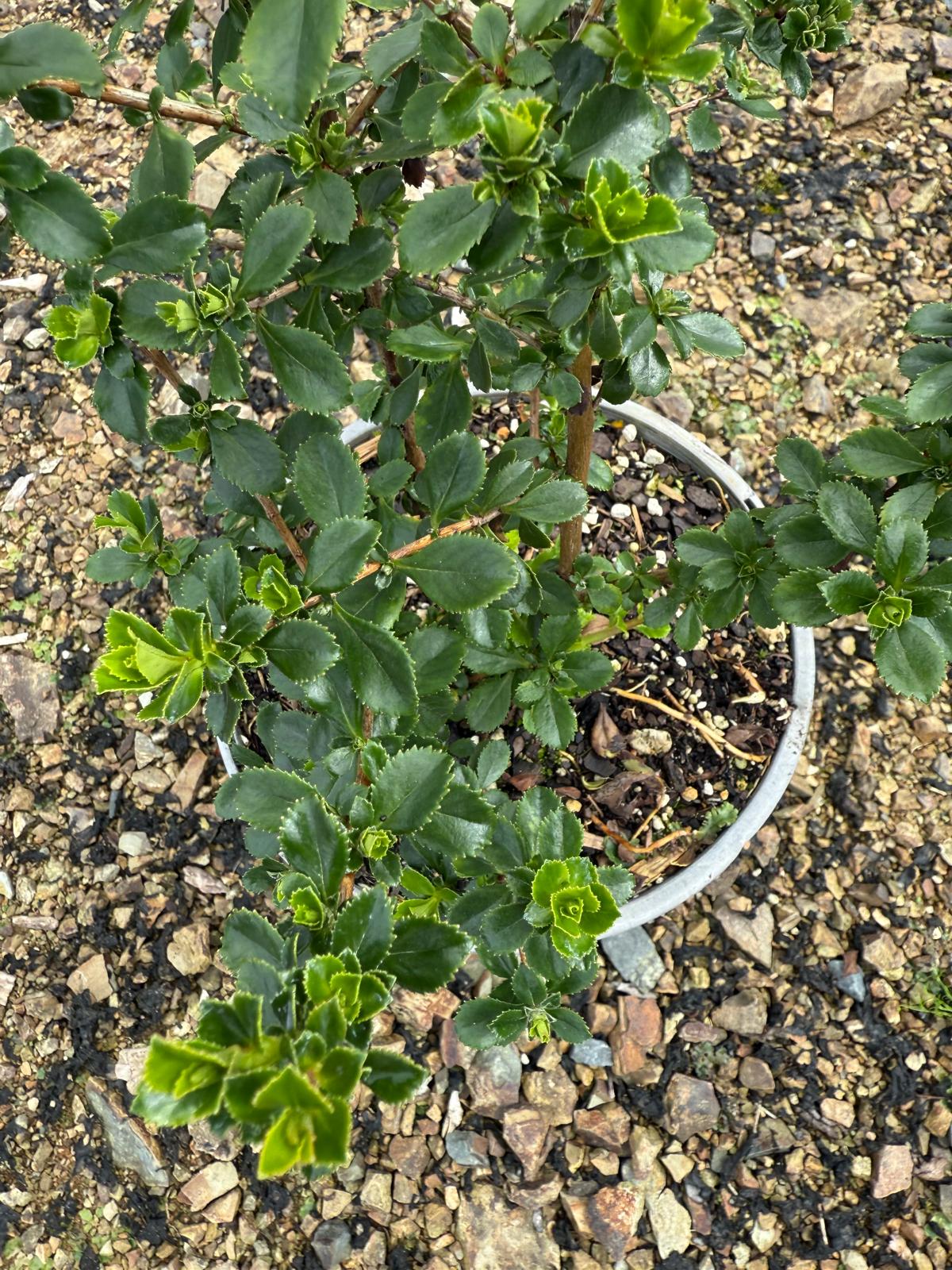 Escallonia 'Apple Blossom'